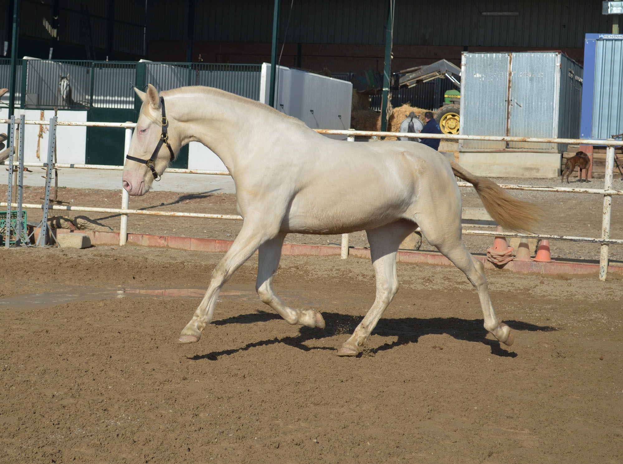 Caballo en Venta